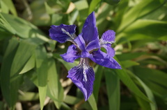 Iris tectorum