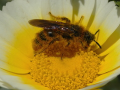 Dasyscolia ciliata