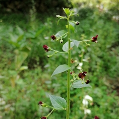 Scrophularia peregrina
