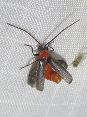 Ditemnus perforatus