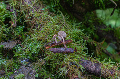 Lentinellus tridentinus