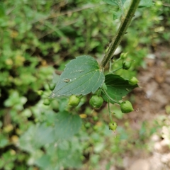 Scrophularia peregrina