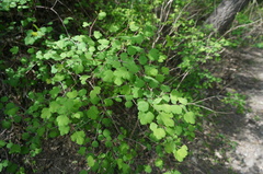Spiraea trilobata