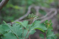 Spiraea trilobata