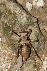 Enyaliopsis