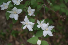 Deutzia pulchra