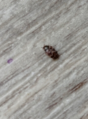 Dermestidae