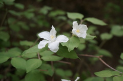Deutzia pulchra