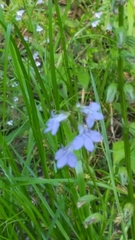 Lobelia gattingeri