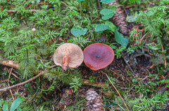 Lactarius badiosanguineus