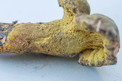 Hypomyces luteovirens