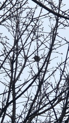 Cardinalis cardinalis