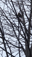 Cardinalis cardinalis