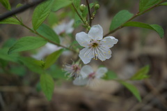 Prunus humilis
