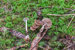 Inocybe napipes