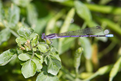 Argia hinei