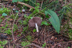 Agaricus friesianus