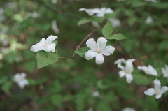 Deutzia pulchra