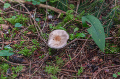 Agaricus friesianus