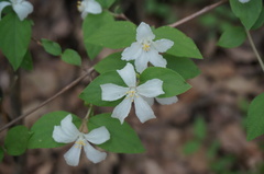 Deutzia pulchra