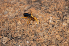 Hemipepsis tamisieri