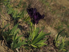Iris lutescens chamaeiris