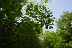 Quercus aliena