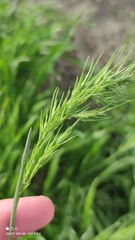 Poa bulbosa