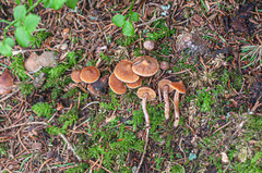 Cortinarius acutovelatus