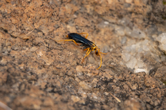 Hemipepsis tamisieri