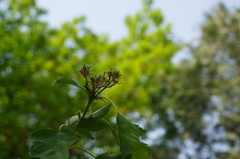 Crataegus pinnatifida