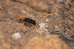 Hemipepsis tamisieri