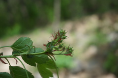 Crataegus pinnatifida