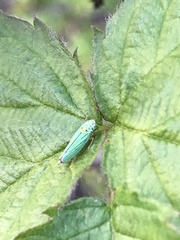 Graphocephala atropunctata