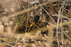 Hemipepsis tamisieri