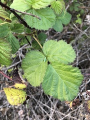 Graphocephala atropunctata