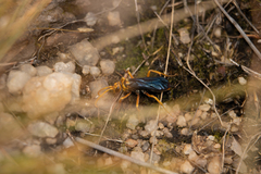 Hemipepsis tamisieri