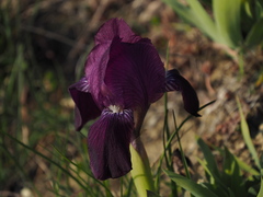 Iris lutescens chamaeiris