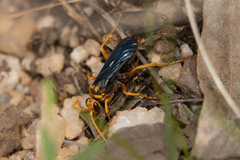 Hemipepsis tamisieri