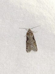 Semioscopis steinkellneriana