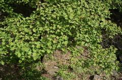 Crataegus pinnatifida