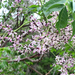 Chinaberry - Photo (c) chrisl232, some rights reserved (CC BY-NC)