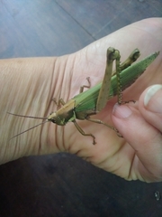 Coryacris angustipennis