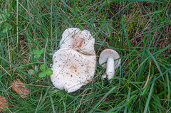 Russula exalbicans