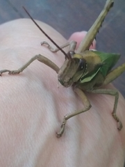 Coryacris angustipennis