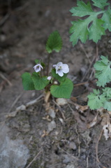 Viola pekinensis