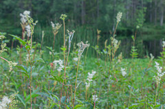 Podosphaera filipendulae