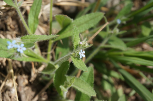 Bothriospermum longistylum