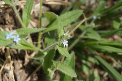 Bothriospermum longistylum
