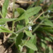 Bothriospermum longistylum - Photo (c) 红梅, algunos derechos reservados (CC BY-NC), subido por 红梅